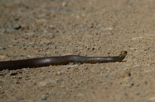 Eastern Brown Snake sighting