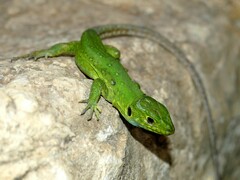 North African Ocellated Lizard photo 4