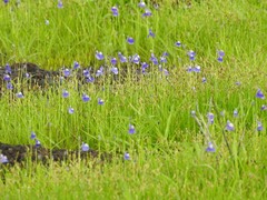 Utricularia reticulata