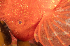 Red Velvetfish photo 3