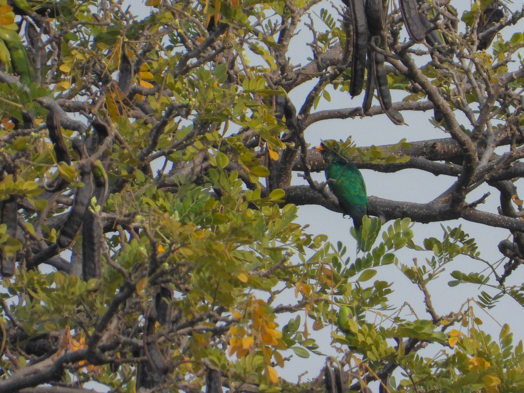 Asian Emerald Cuckoo (Chrysococcyx maculatus), photo 7