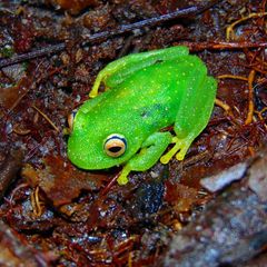Boana cinerascens