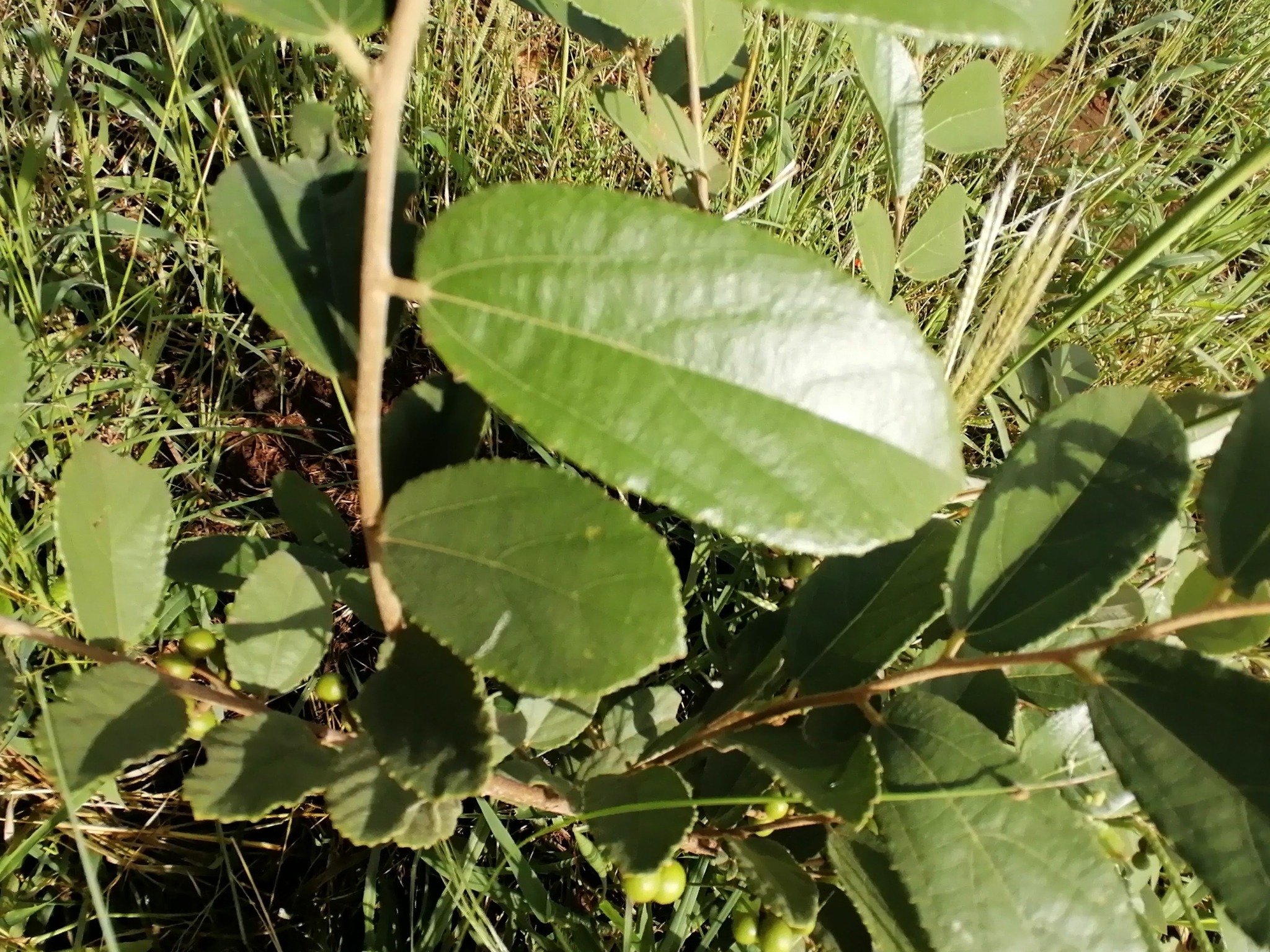 Imagem de Pau-de-tucano