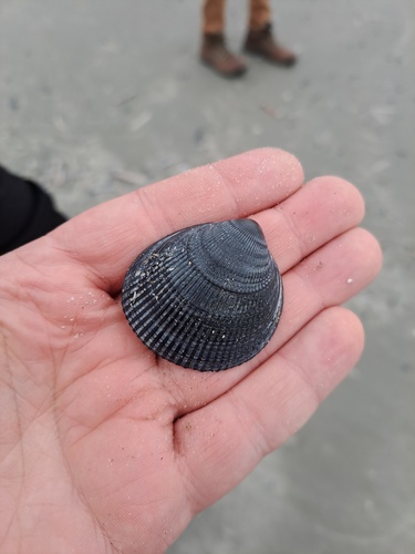 Norwegian Egg Cockle, Oosterend Terschelling, Nederland, photo 5 of 10