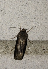 Agrotis ipsilon
