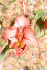 Gladiolus meliusculus
