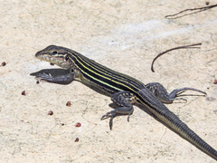 Aspidoscelis lineattissimus