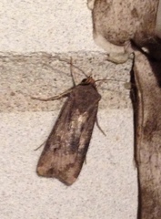 Agrotis ipsilon