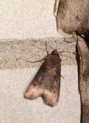 Agrotis ipsilon
