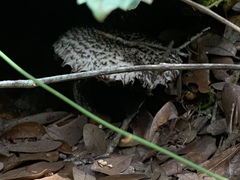Strobilomyces strobilaceus image