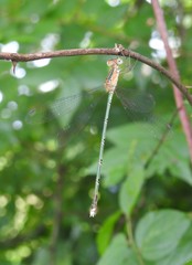 Lestes elatus