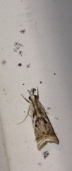 Microcrambus elegans