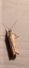 Crambus