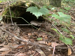 Strobilomyces strobilaceus image