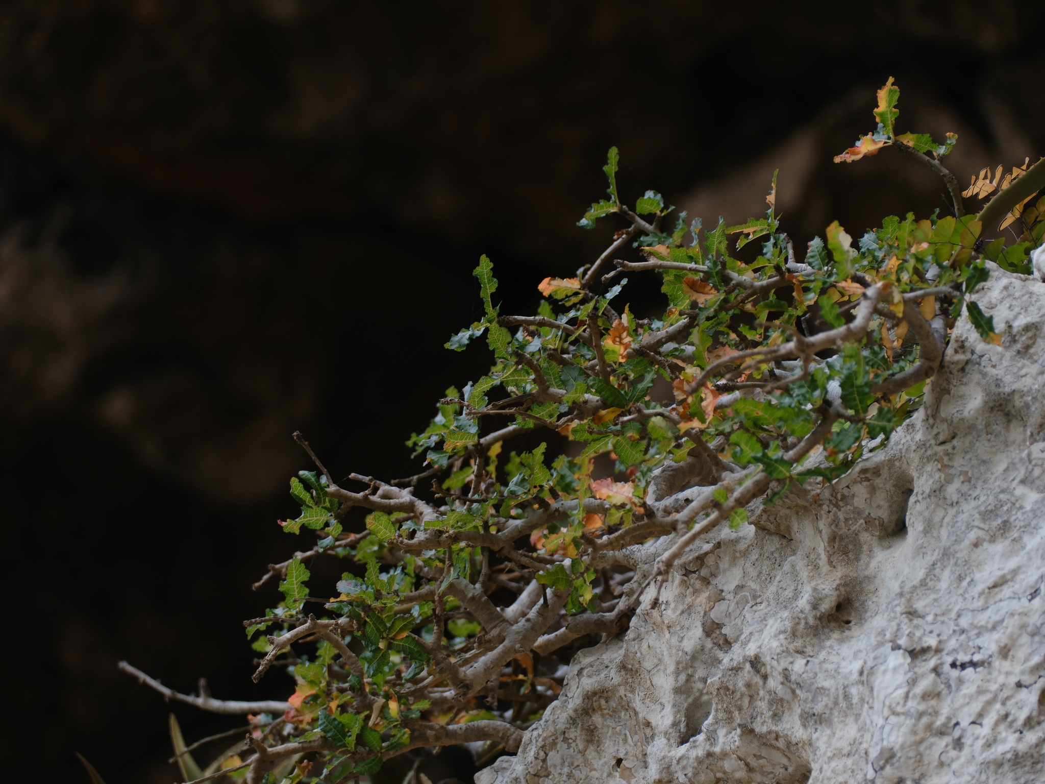 Boswellia nana Hepper 2