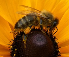 Apis mellifera