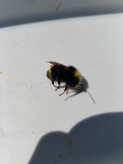 Bombus vosnesenskii