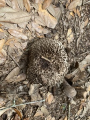 Strobilomyces strobilaceus image