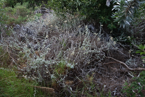 Helichrysum pandurifolium, photograph 1
