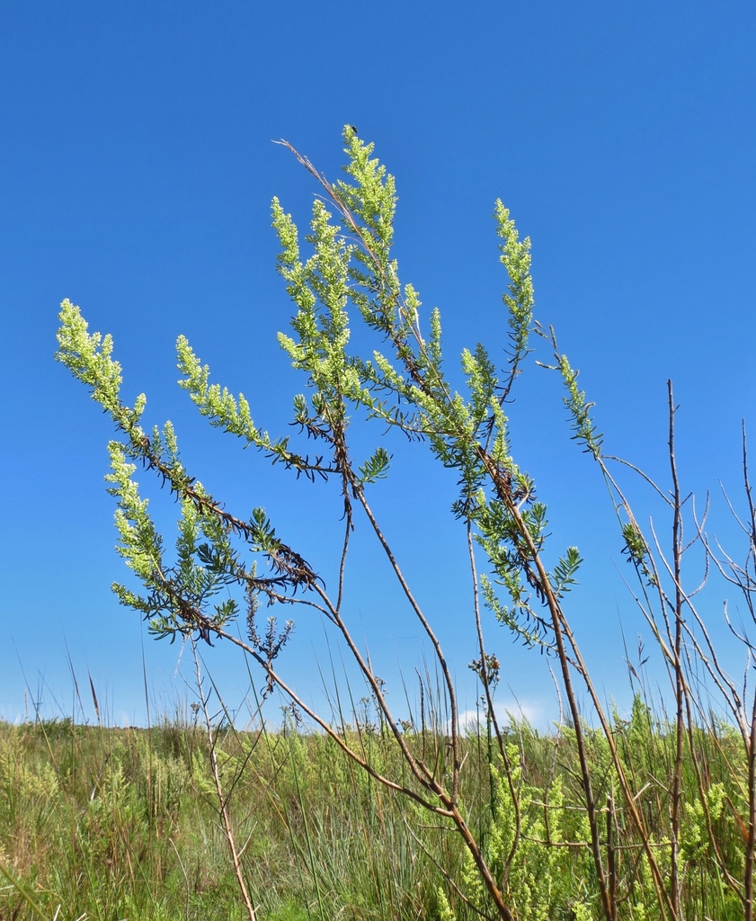 Baccharis pluricapitulata