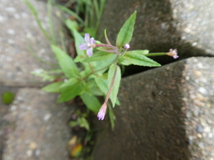 Epilobium