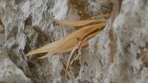 Cyanixia