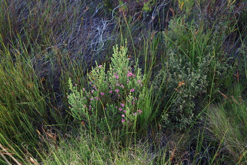 Image of Berry Heath (Erica baccans) by (c) Tony Rebelo, some rights reserved (CC BY-SA)