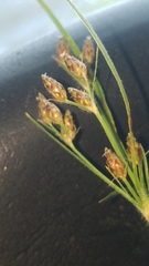 Fimbristylis decipiens