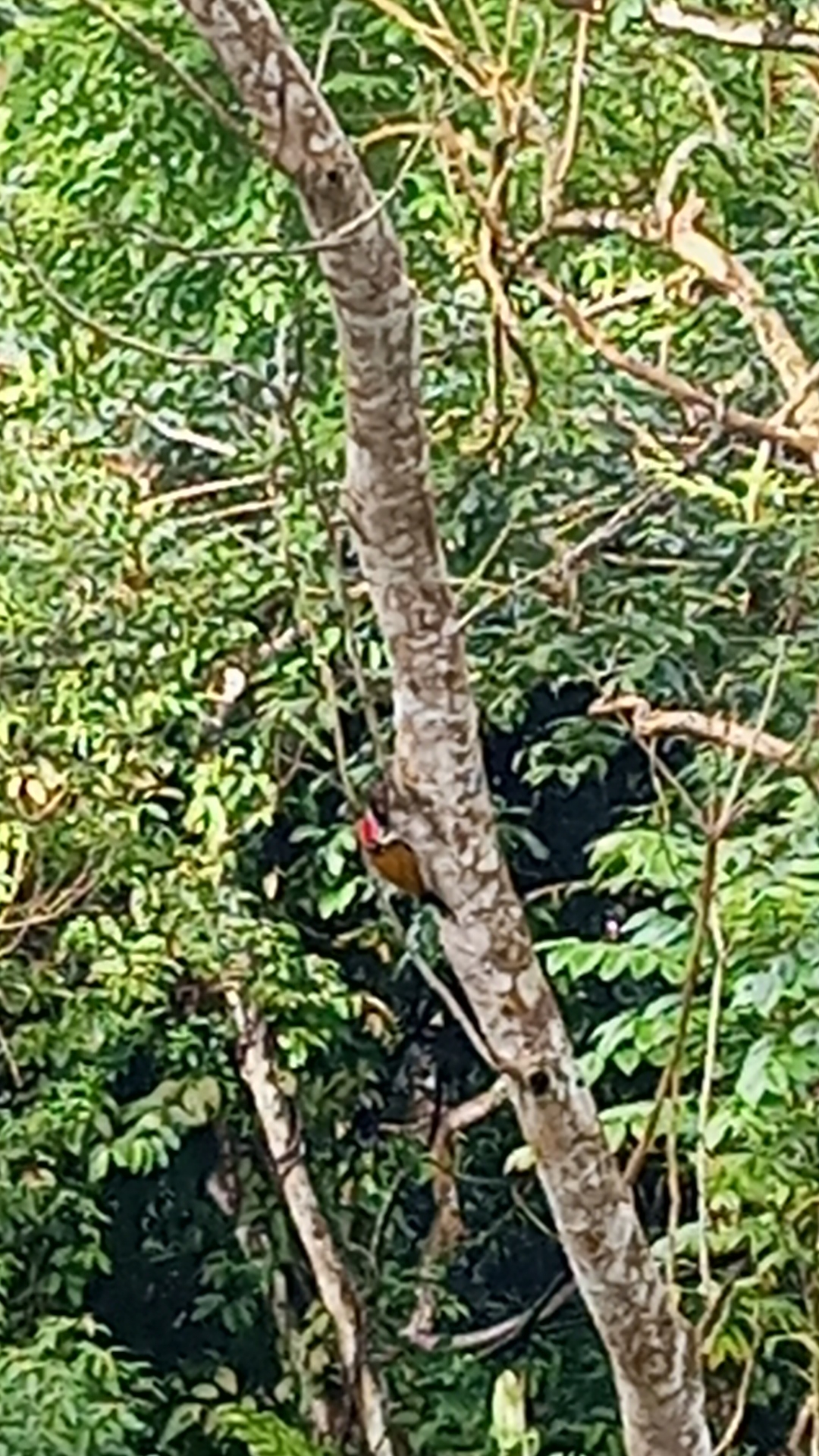 Common Flameback