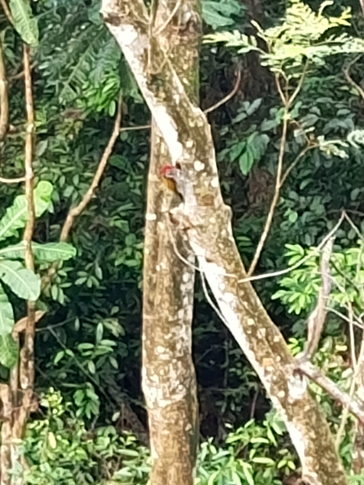 Common Flameback