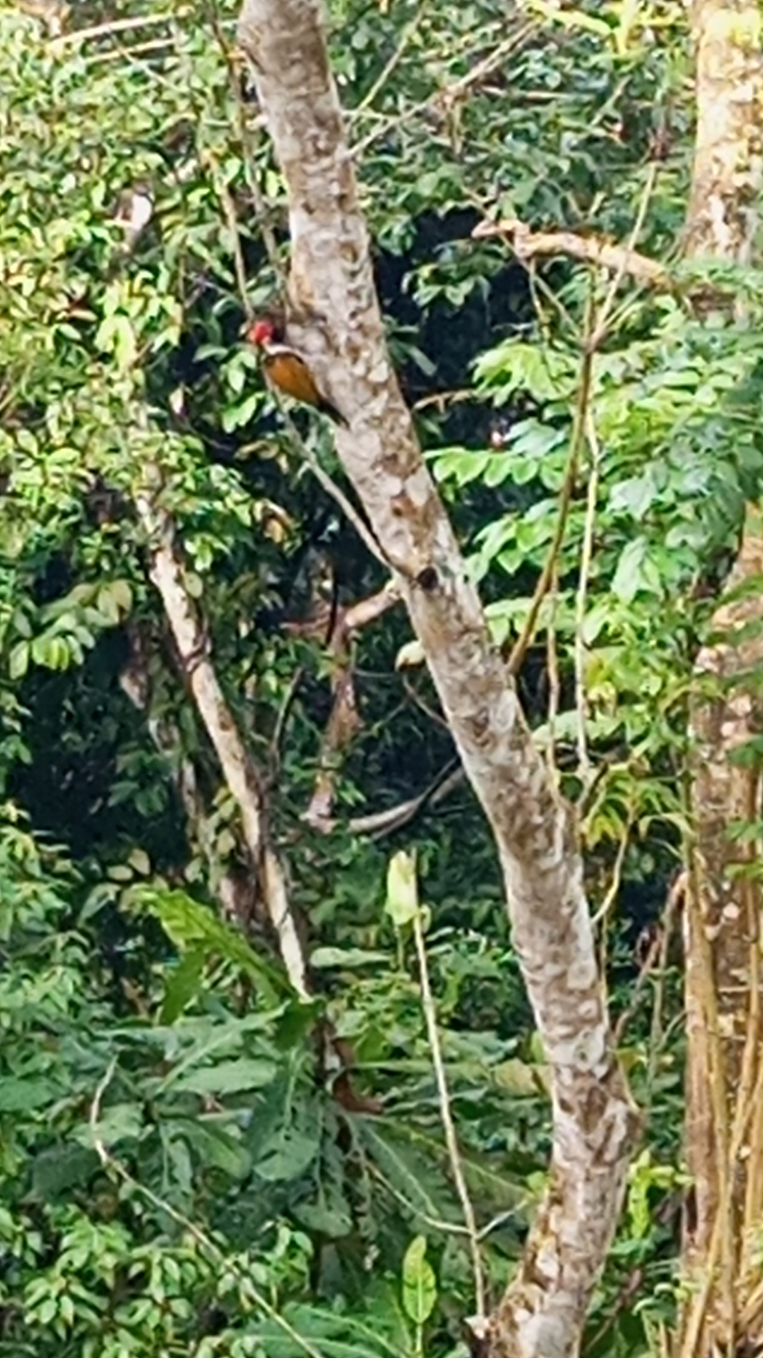 Common Flameback