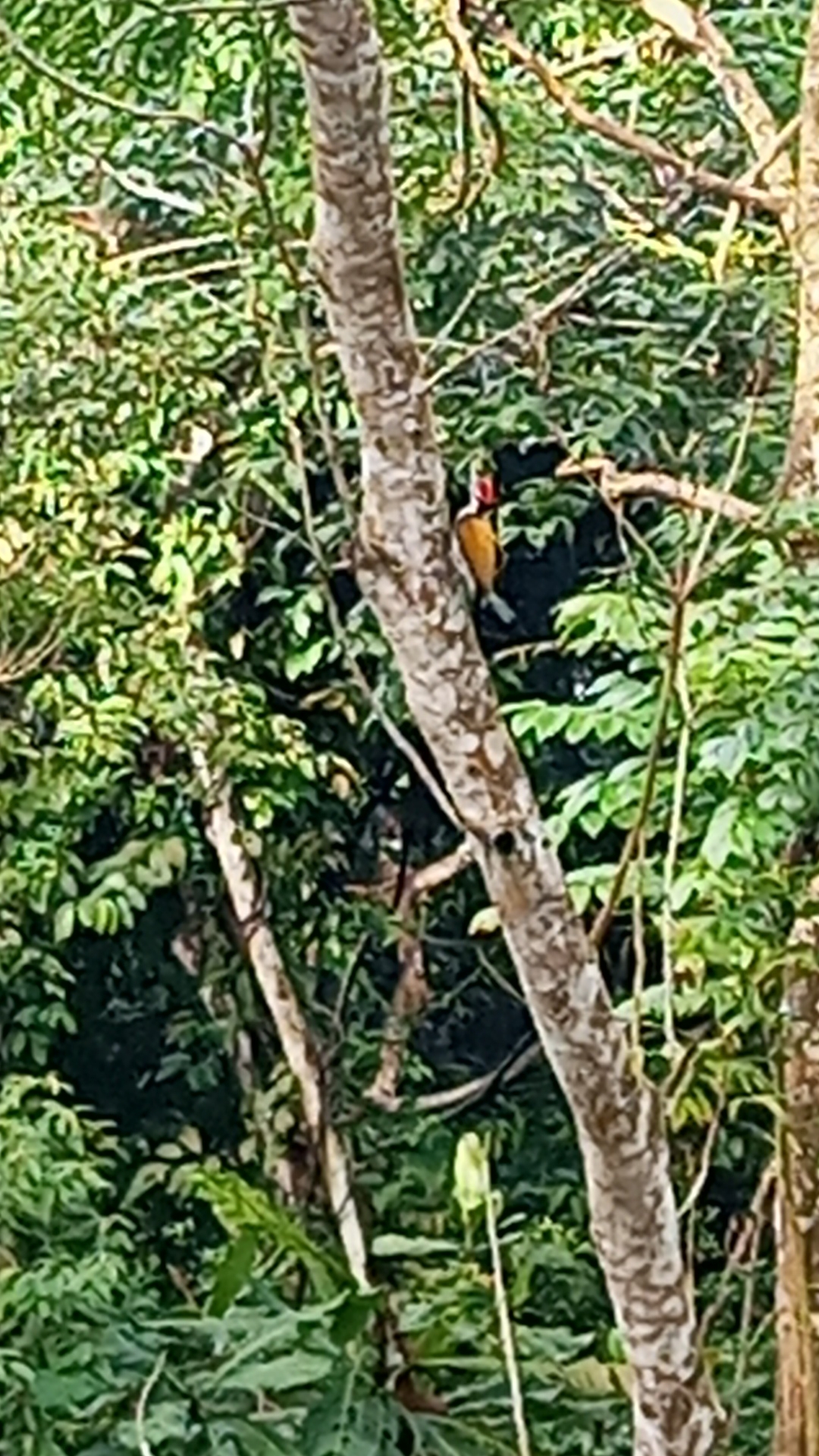 Common Flameback