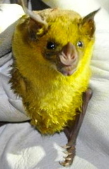 Phyllostomus discolor