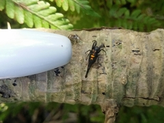 Arachnura