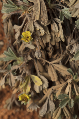 Potentilla cinerea, photograph 1