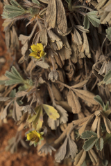 Potentilla cinerea, photograph (c) Tim Johnson, some rights reserved (CC BY)