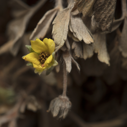 abbotswood potentilla (Potentilla cinerea)