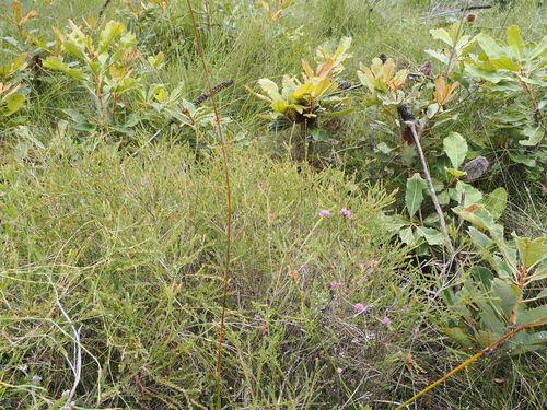 Image of Melaleuca thymifolia by (c) Lucas Christofides, some rights reserved (CC BY)