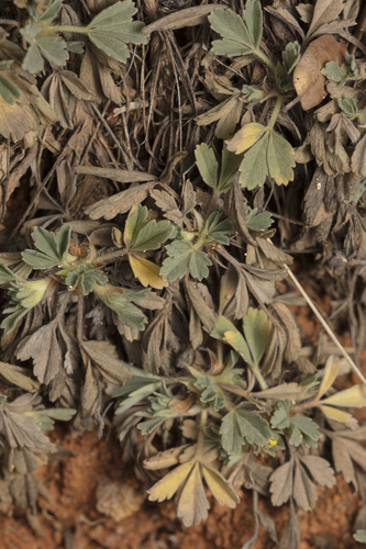 Potentilla cinerea, photograph 2