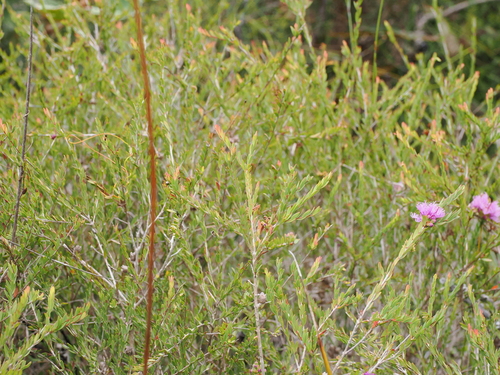 Image of Melaleuca thymifolia by (c) Lucas Christofides, some rights reserved (CC BY)