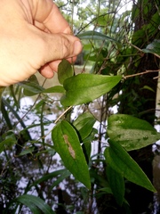 Smilax walteri