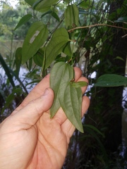 Smilax walteri