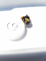 Bombus vosnesenskii