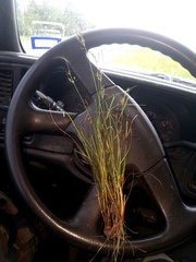 Fimbristylis decipiens