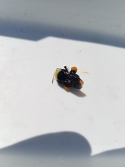 Bombus vosnesenskii