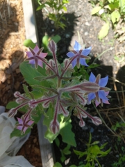 Borago