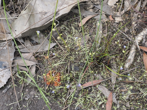 Image of Utricularia uliginosa by (c) Lucas Christofides, some rights reserved (CC BY)