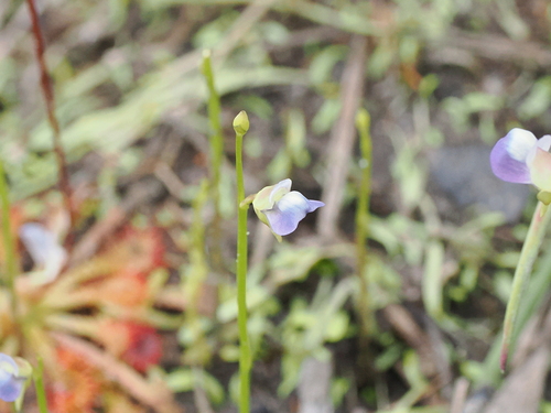 Image of Utricularia uliginosa by (c) Lucas Christofides, some rights reserved (CC BY)