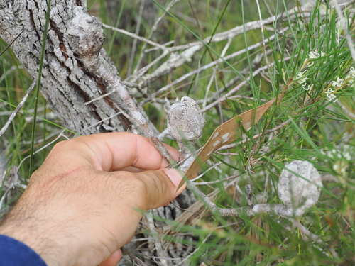 Image of Hakea actites by (c) Lucas Christofides, some rights reserved (CC BY)