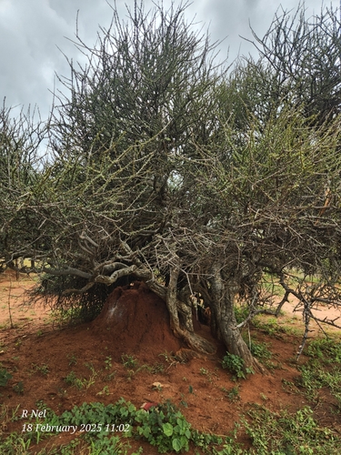 Puzzlebush (Ehretia alba)